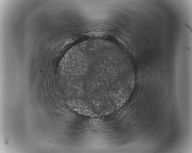 X0000099521297200806051201