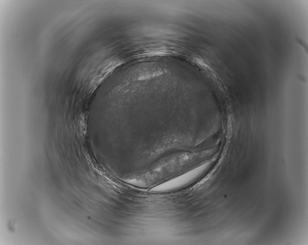 X0000099521353200806051201