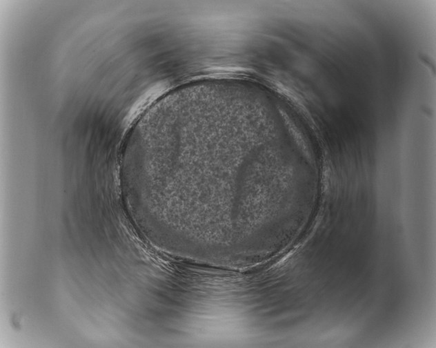 X0000099521362200806051201