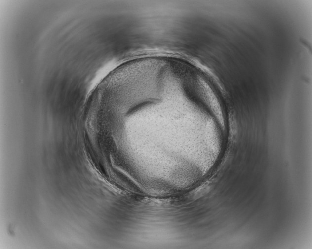 X0000099521365200806051201