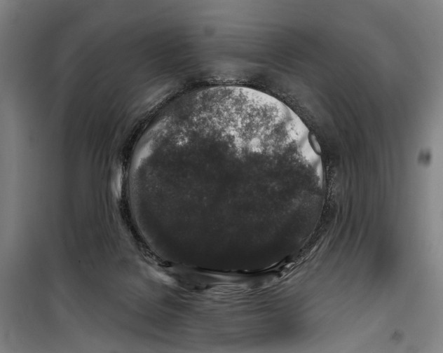 X0000099520076200806121511