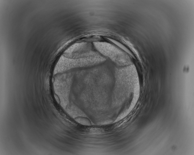 X0000099520154200806121510