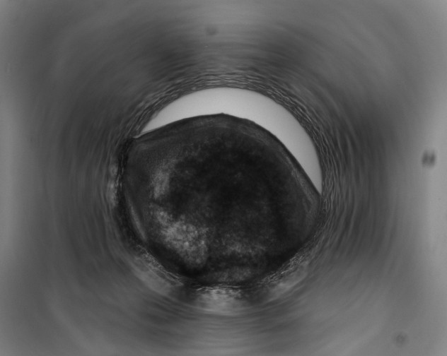 X0000099520223200806121509