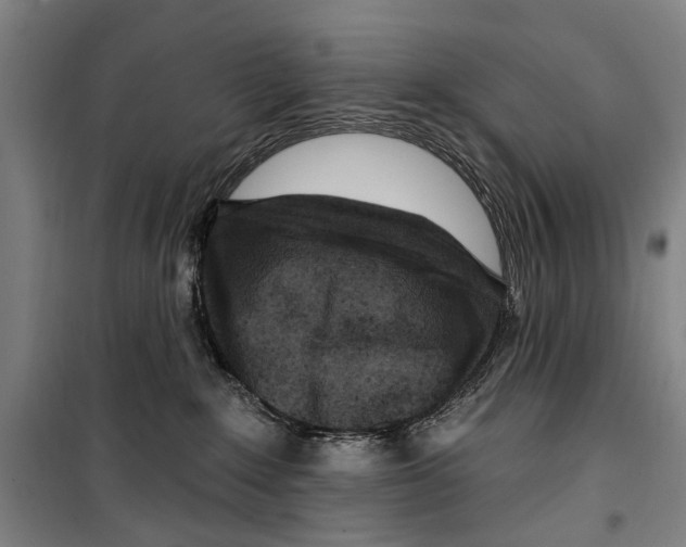 X0000099520235200806121509