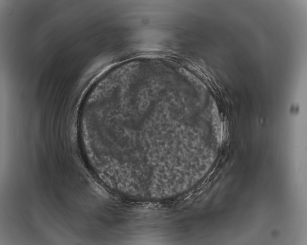 X0000099520243200806121508