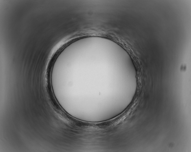 X0000099520246200806121508