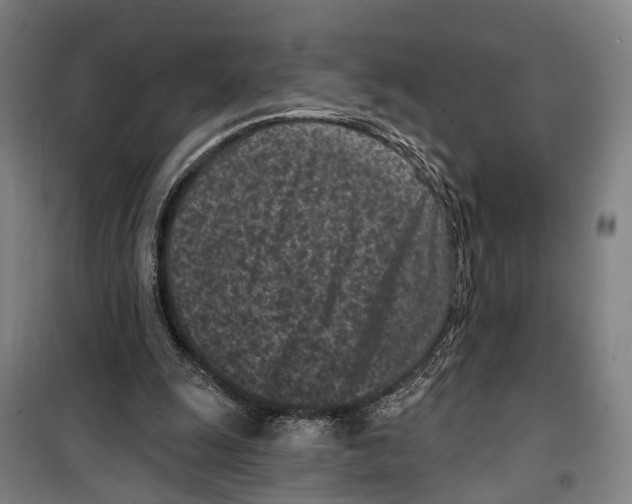 X0000099520247200806121508