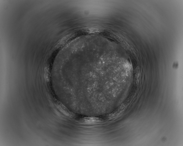 X0000099520316200806121508