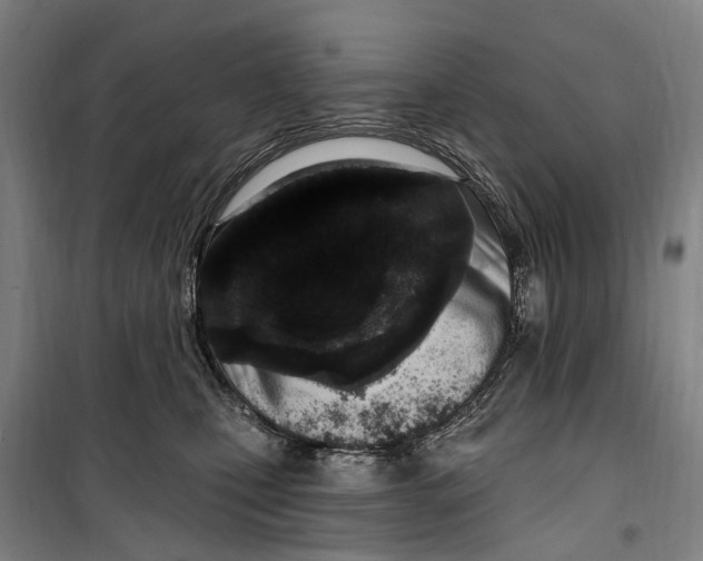 X0000099520471200806121506