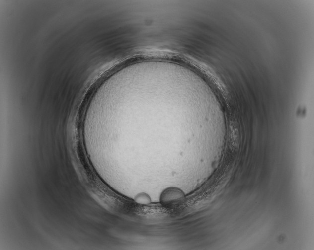 X0000099520487200806121505