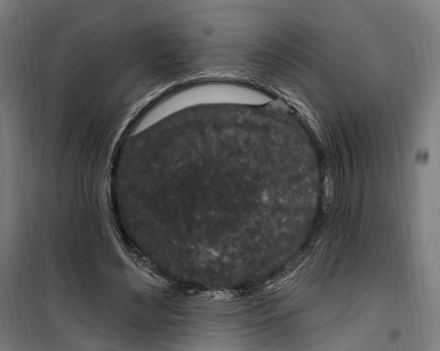 X0000099520492200806121505