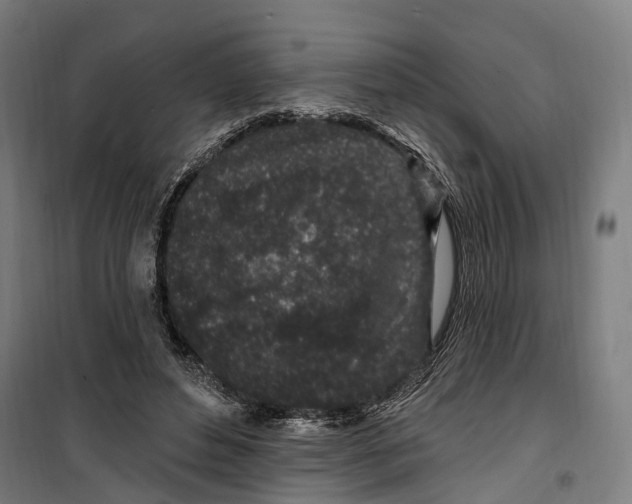 X0000099520496200806121505