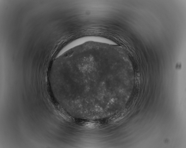 X0000099520504200806121505