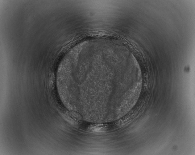 X0000099520563200806121504