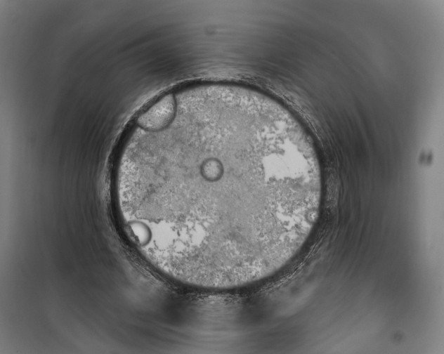 X0000099520584200806121504