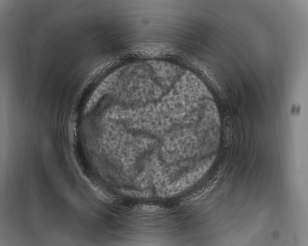 X0000099520590200806121504