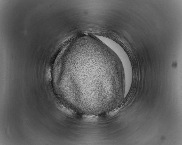 X0000099520621200806121503