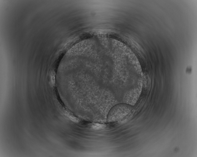 X0000099520718200806121502