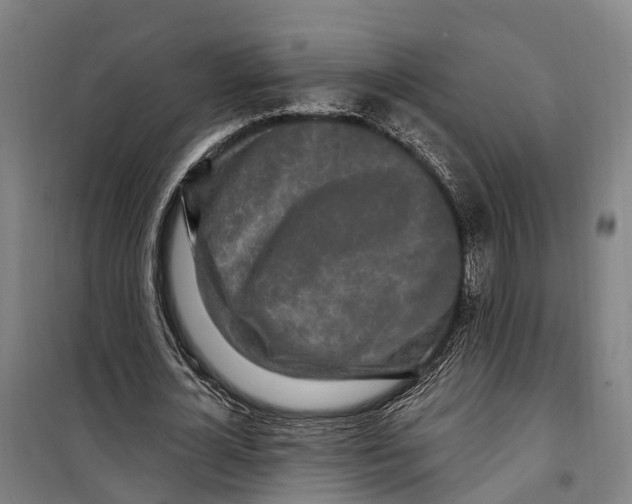 X0000099520724200806121501