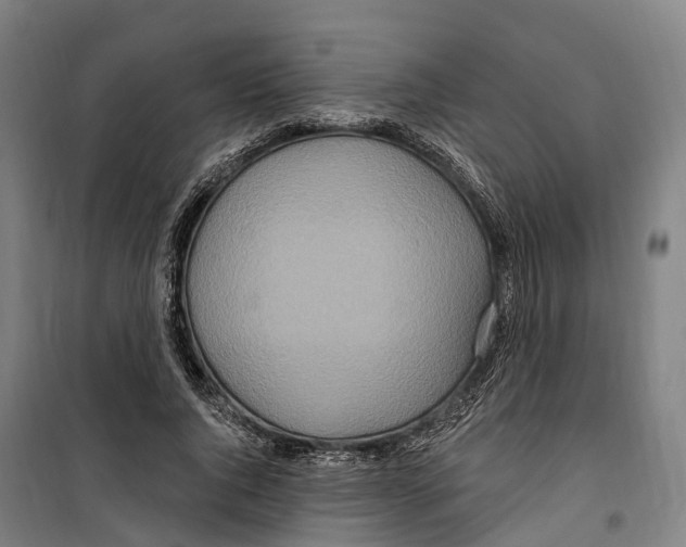 X0000099520736200806121501