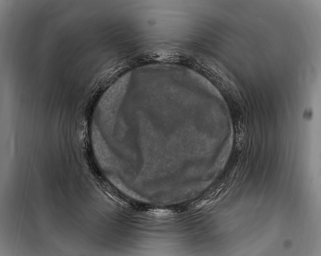 X0000099520748200806121501