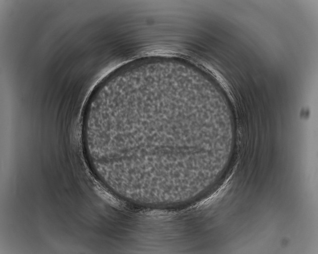 X0000099520779200806121501