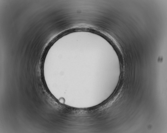 X0000099520783200806121501