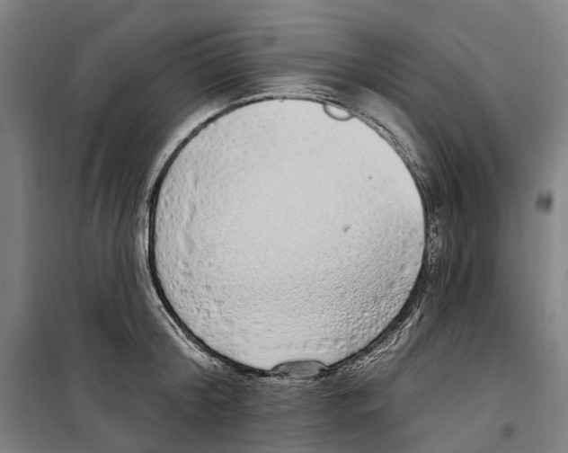 X0000099520804200806121501