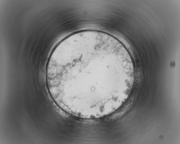 X0000099520807200806121500