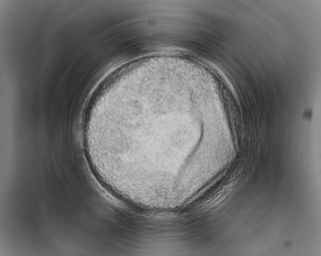 X0000099520851200806121500