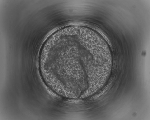 X0000099520853200806121500