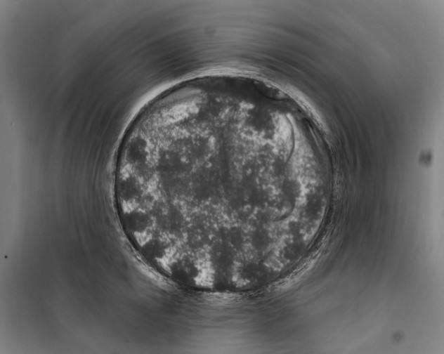 X0000099520854200806121500