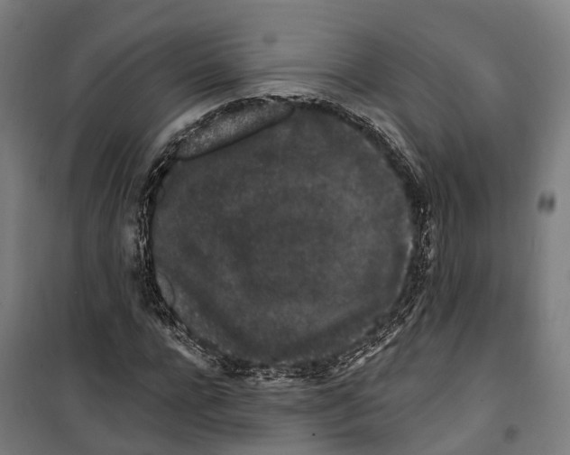 X0000099520920200806121458