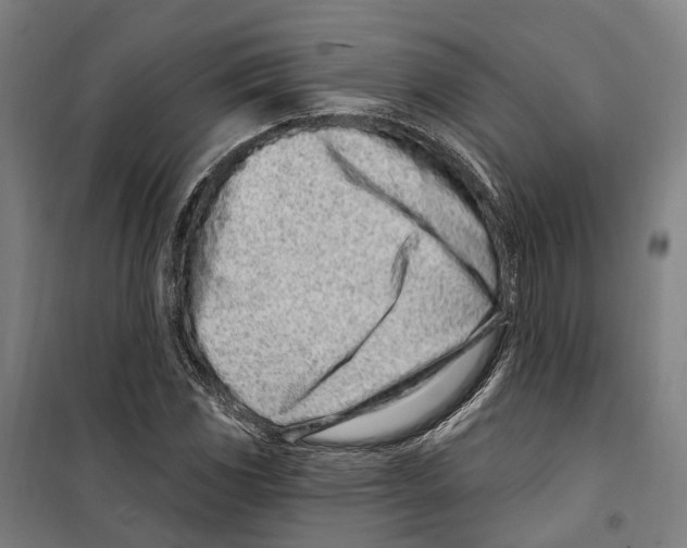 X0000099521117200806121456