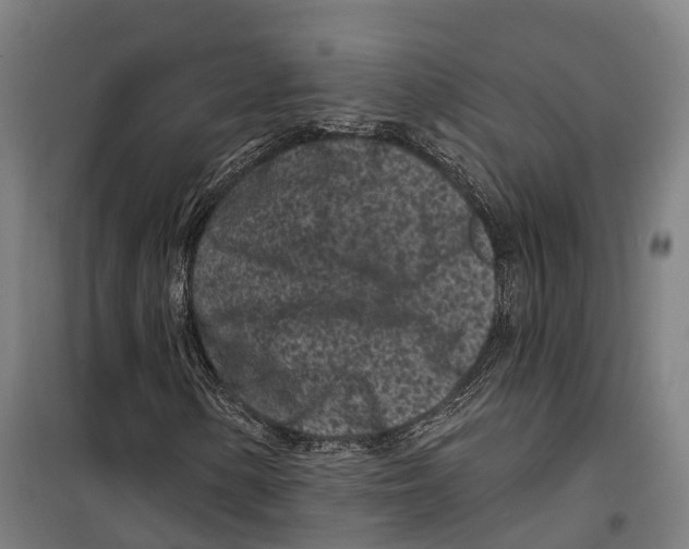 X0000099521154200806121456