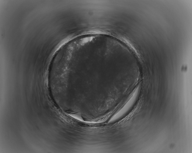 X0000099521173200806121455