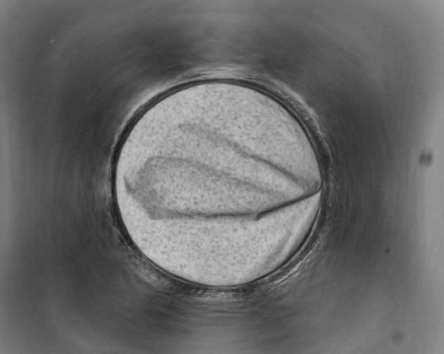 X0000099521174200806121455