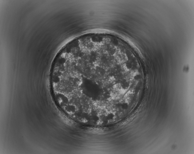 X0000099521229200806121455