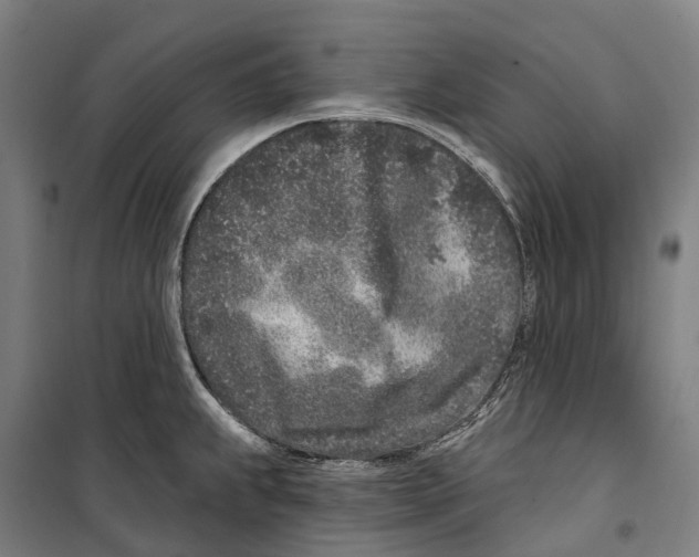 X0000099521239200806121455