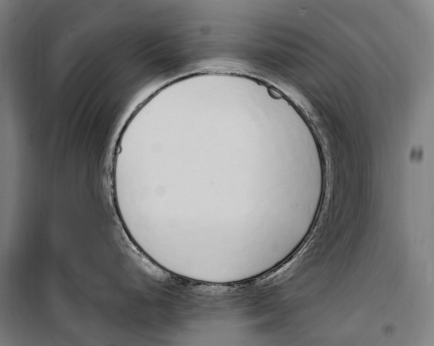 X0000099521248200806121455