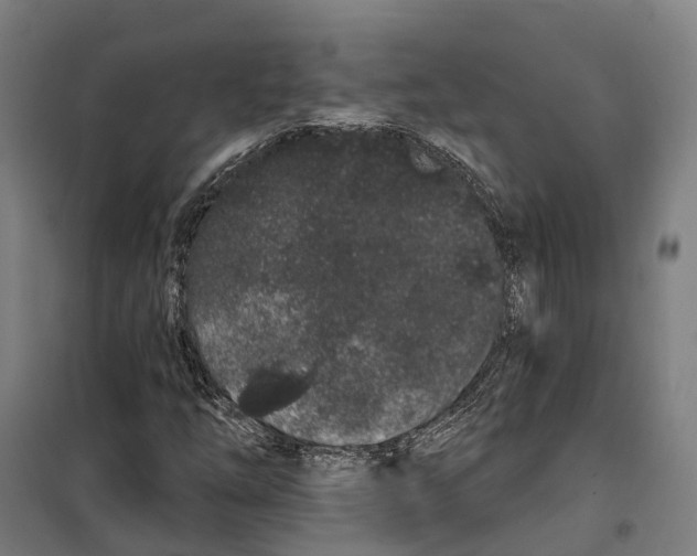 X0000099521254200806121454