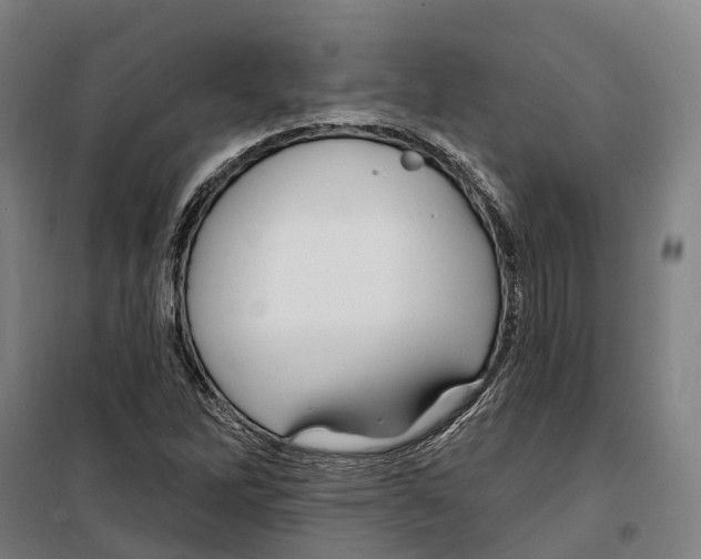 X0000099521262200806121454