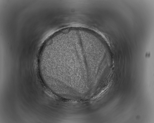 X0000099521263200806121454