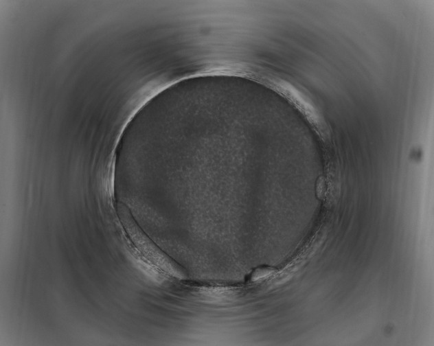 X0000099521276200806121454