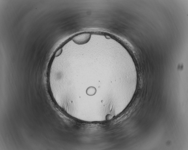 X0000099521279200806121454