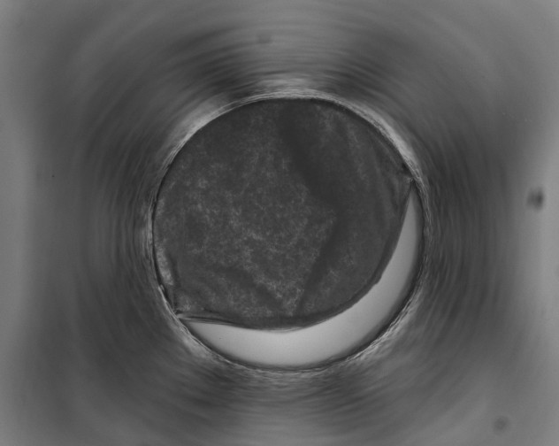 X0000099521289200806121453