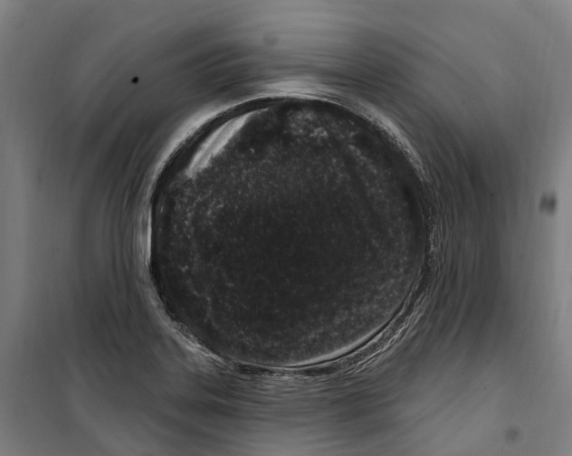 X0000099521323200806121453