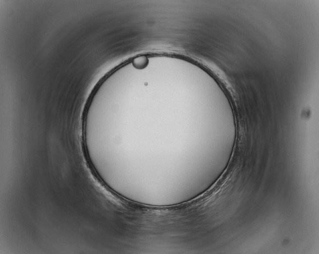 X0000099521335200806121453