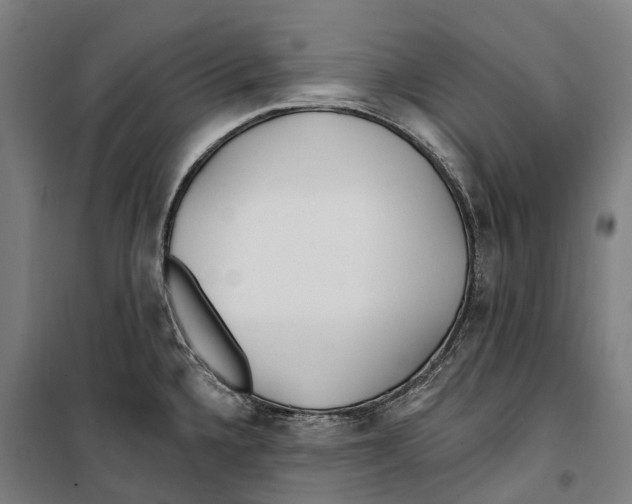 X0000099521336200806121453