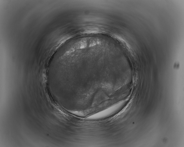 X0000099521353200806121453